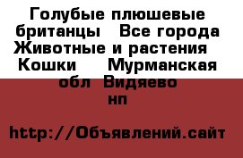 Голубые плюшевые британцы - Все города Животные и растения » Кошки   . Мурманская обл.,Видяево нп